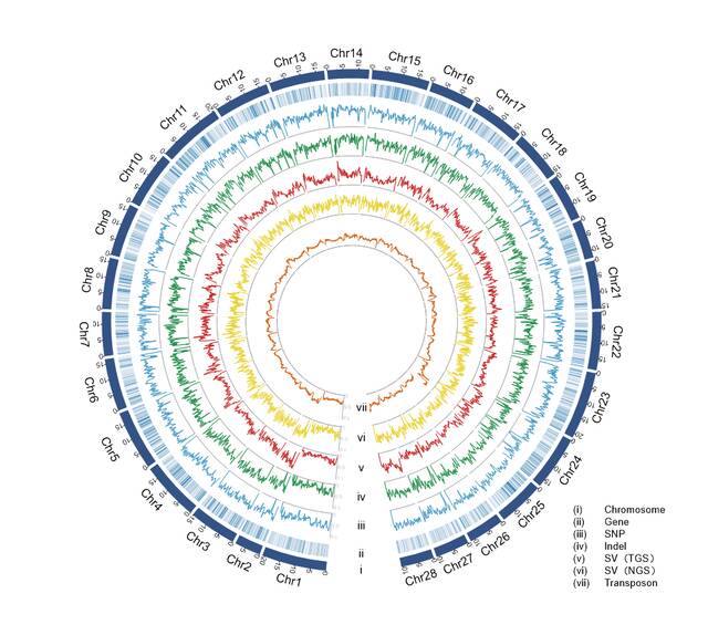 家蚕超级泛基因组图谱。（受访者供图）