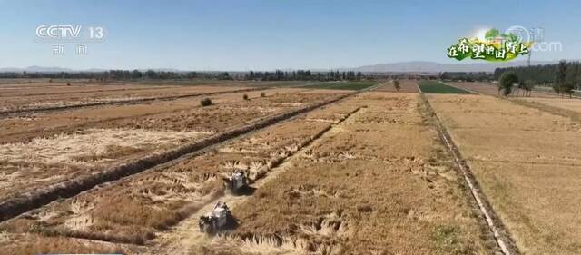 在希望的田野上  宁夏青铜峡8万亩水稻收割进入尾声