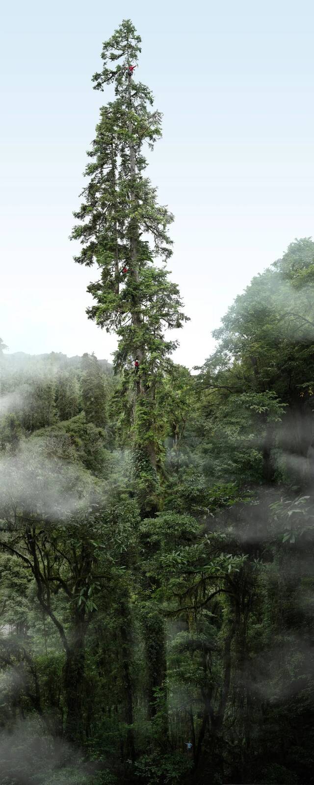 中国巨树云南黄果冷杉等身照，高度83.4米。图源“野性中国”工作室