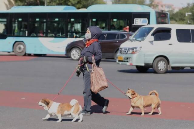 10月9日，北京市民风中出行。图/中新图片网