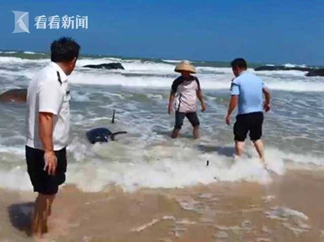 视频｜幼鲸搁浅海滩 警民联手救助