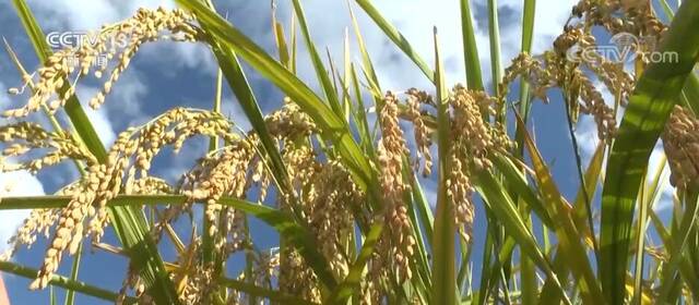 在希望的田野上  金黄稻谷千层浪 曲靖数万亩水稻成熟