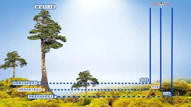 ▲巨树测量法示意图。图/“野性中国”公众号