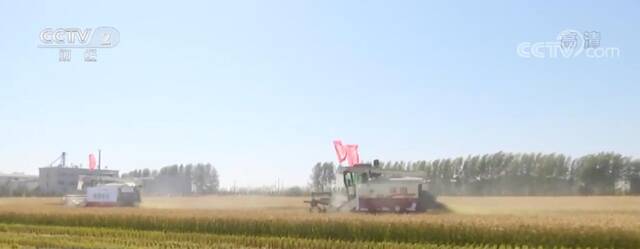 在希望的田野上  黑龙江绥化500多万亩水稻迎来丰收季