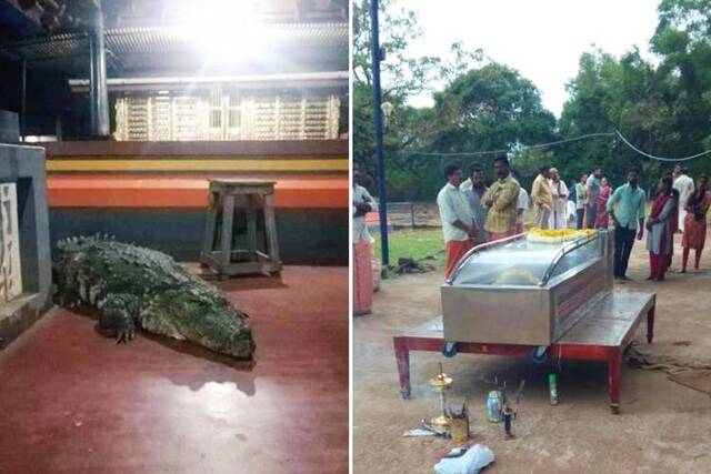 印度喀拉拉邦小镇库巴拉寺庙供养的“素食”鳄鱼Babiya去世