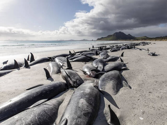 新西兰沙塔群岛出现2次鲸群搁浅事件造成约500头鲸鱼丧命