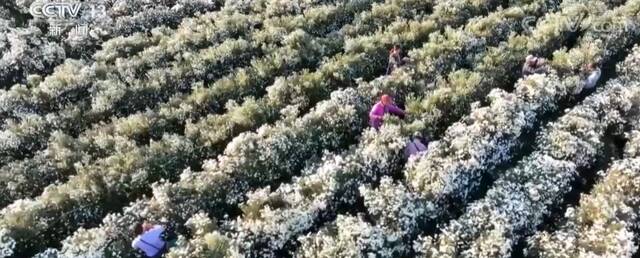 在希望的田野上  安徽歙县：六万亩菊花迎来采摘季