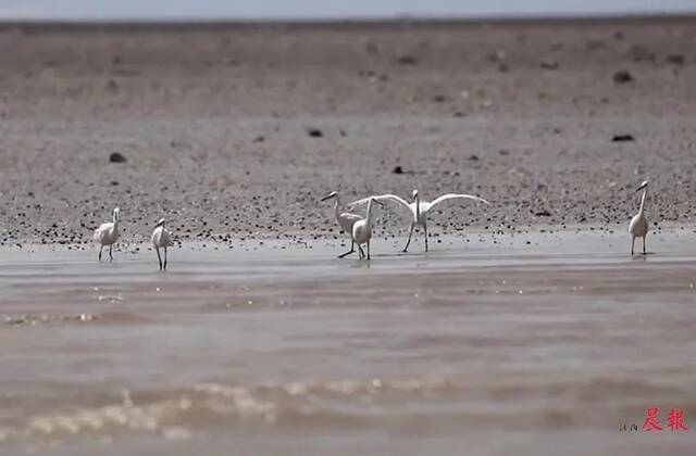 候鸟们在鄱阳湖湿地觅食。本文图片江西晨报
