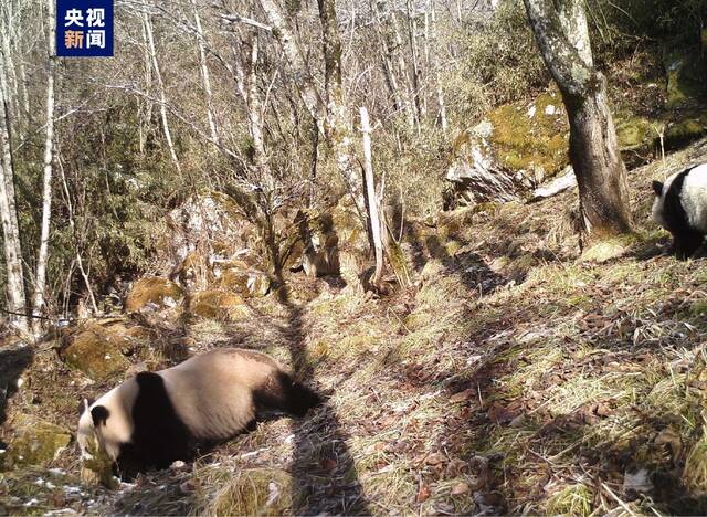 陕西：野生大熊猫母子同框现身太白山