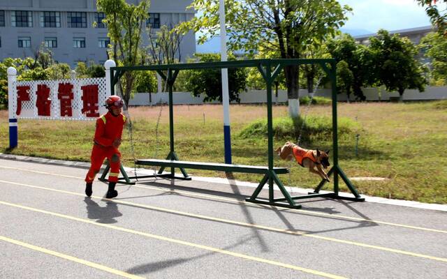 搜救犬“奶酪”通过吊桥障碍训练。图源：云南森林消防总队