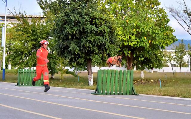 搜救犬“奶酪”正在进行跨越栅栏障碍训练。图源：云南森林消防总队