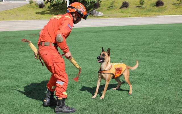 训导员何锦标在与搜救犬“奶酪”玩耍互动。图源：云南森林消防总队