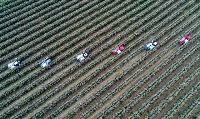 在河北省邢台市南和区一处大豆玉米带状复合种植基地，农民驾驶农业机械收获大豆。（受访者供图）