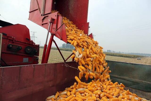 在河北省邢台市南和区一处大豆玉米带状复合种植基地，农民将收获的玉米装车。（受访者供图）