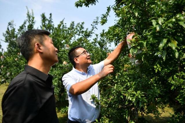 陕西省西安市临潼区园艺工作站工作人员（右）与当地石榴种植大户交流果品长势（2022年9月26日摄）。新华社记者张博文摄