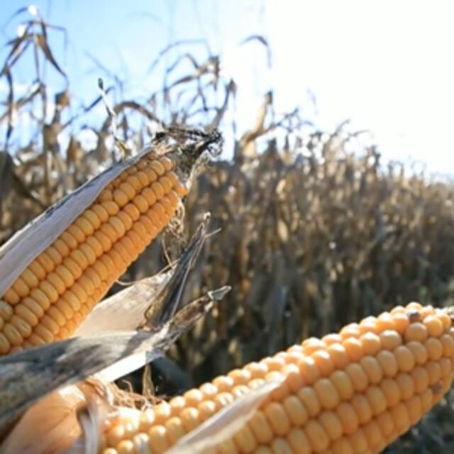 全球连线｜白俄罗斯今年预计收获玉米超过200万吨