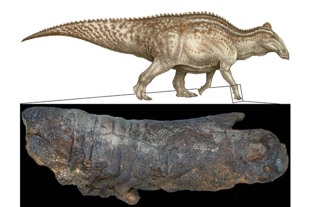 美国北达科他州发现的恐龙木乃伊皮肤保留6700万年前鳄鱼咬痕