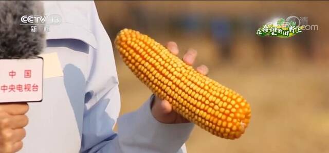 保护性耕作助力 黑土地上玉米喜获丰收