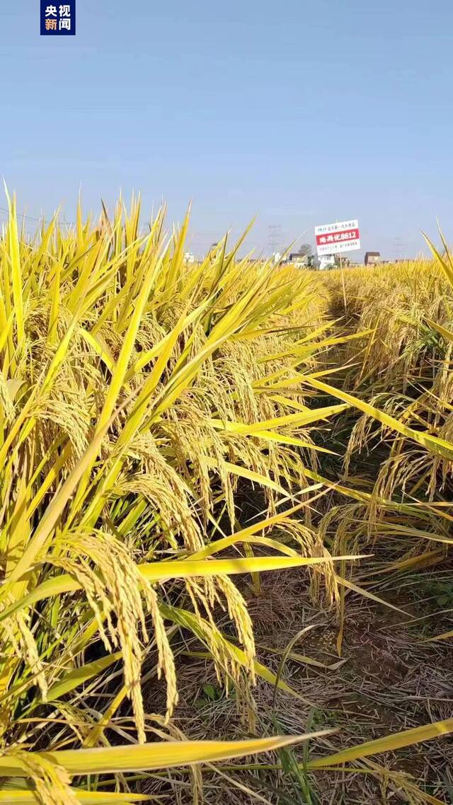 安徽水稻亩单产纪录刷新 亩单产最高1148.2公斤