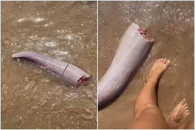 澳洲女网友在昆士兰州磁岛海滩发现诡异肉质棒状物海洋生物专家：被咬下的鲸鱼阴茎
