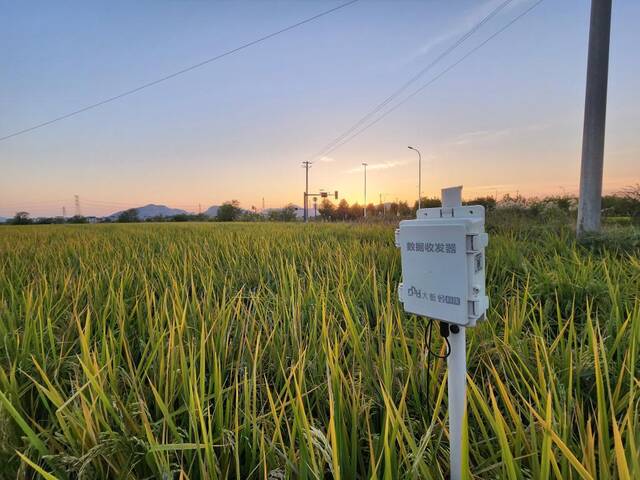 芜湖三山经济开发区一处稻田里的数据收发器。新华社记者赵金正摄