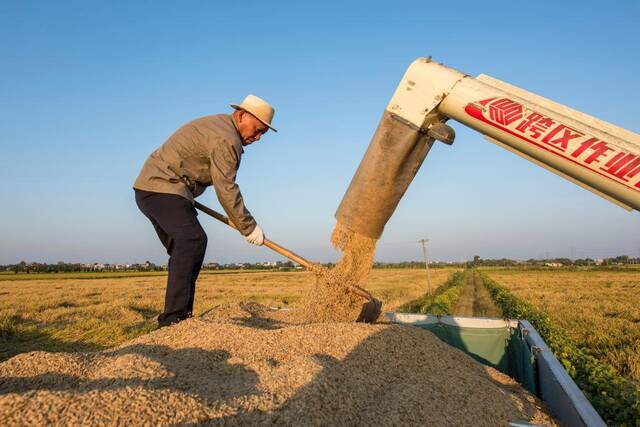 在芜湖市繁昌区平铺镇，村民将收割的水稻装车。新华社发（肖本祥摄）