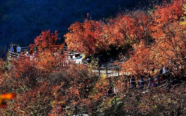 北京红叶季开启！带上这份赏叶地图去秋游