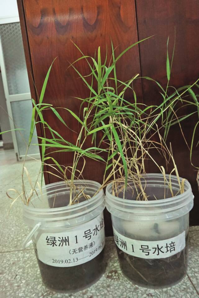 ·林占熺养的菌草试验草。陈霖/摄