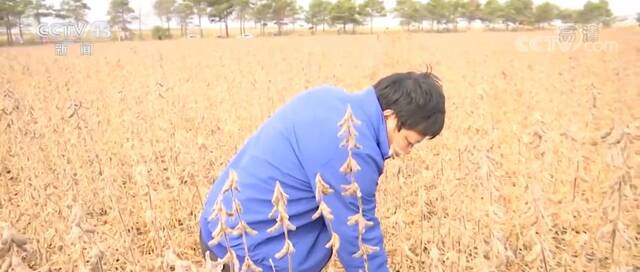黑龙江绥化调优种植结构 推行绿色生产 大豆喜获丰收