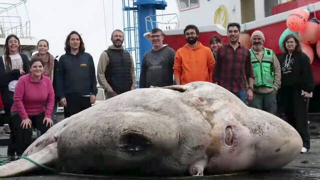 太平洋亚速尔群岛附近发现世界最重的硬骨鱼：一条重达2744千克的翻车鲀