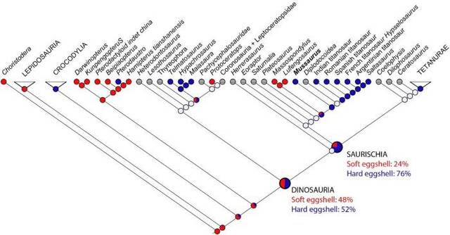 如果鼠龙蛋为硬壳，最早的恐龙蛋有52%的可能性为硬壳（引自论文）。中科院古脊椎所供图