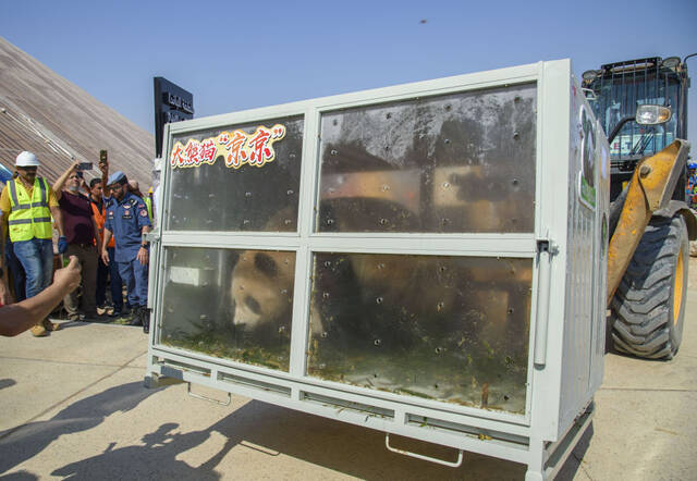 10月19日，大熊猫抵达卡塔尔首都多哈的豪尔熊猫馆。新华社发（尼库摄）