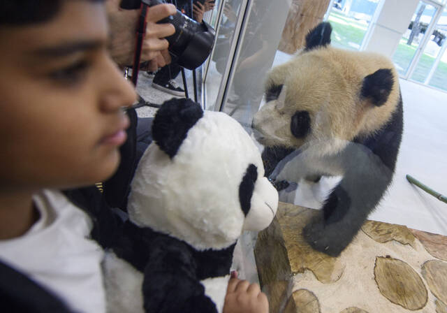 10月19日，在卡塔尔首都多哈的豪尔熊猫馆，人们观看大熊猫。新华社发（尼库摄）