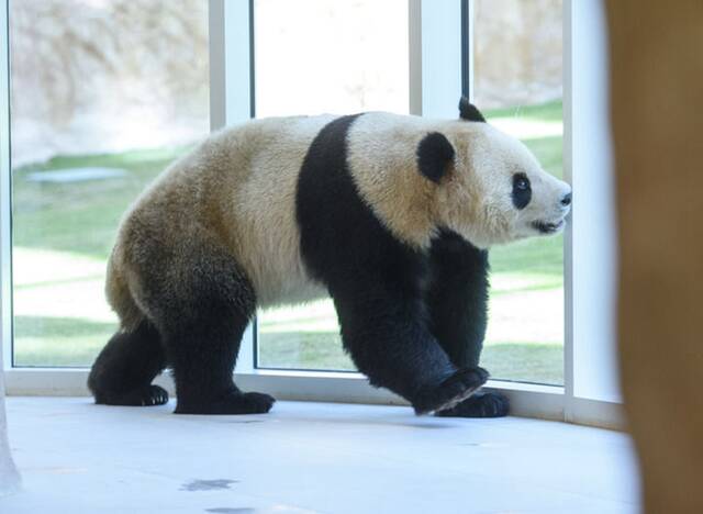 10月19日，大熊猫走在位于卡塔尔首都多哈的豪尔熊猫馆内。新华社发（尼库摄）