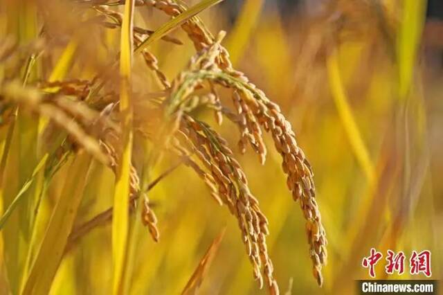 资料图：图为成熟的水稻。薄林摄