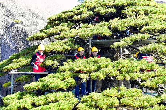 10月20日，专家正在给迎客松“体检”。黄山风景区党工委宣传部供图