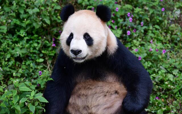 大熊猫“京京”是一只聪明爱爬树的“大男孩”。图片来源：中国大熊猫保护研究中心