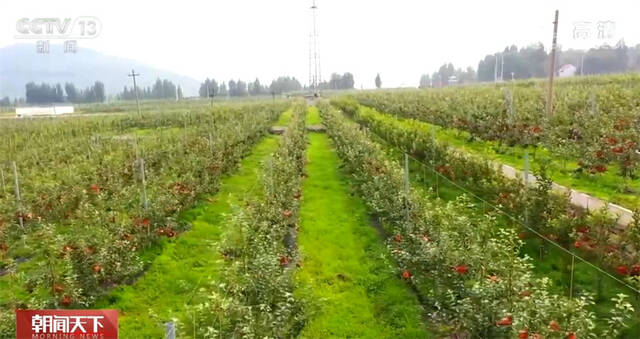 山东沂源32万亩苹果喜获丰收 高科技手段助力果农增收