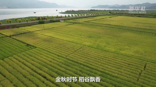 新华全媒+｜云南：异龙湖流域近5000亩杂交旱稻喜获丰收