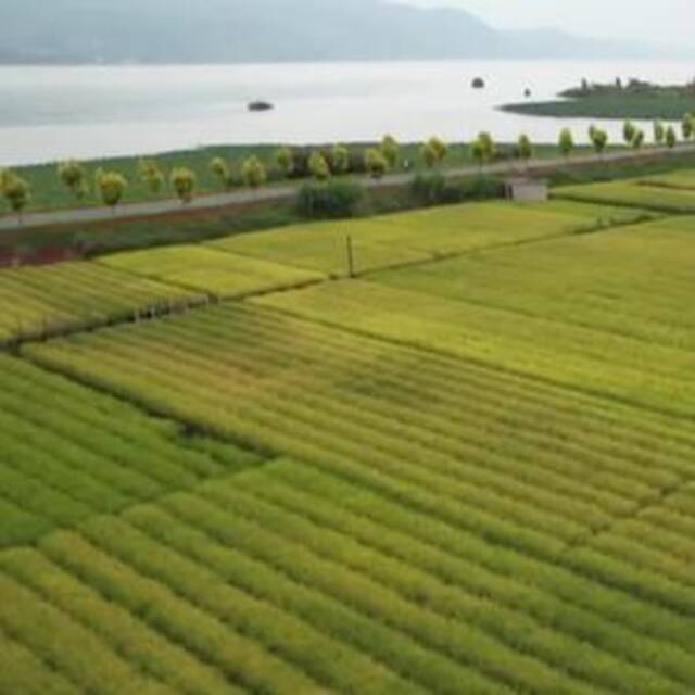 新华全媒+｜云南：异龙湖流域近5000亩杂交旱稻喜获丰收