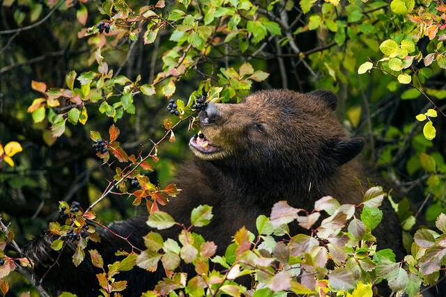 《Scientific Reports》：研究证明熊和人类一样是杂食动物