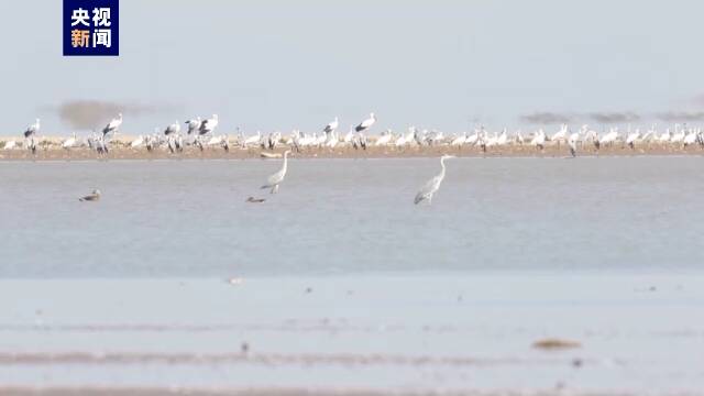 鄱阳湖保护区已监测到52种越冬水鸟 数量超12万只