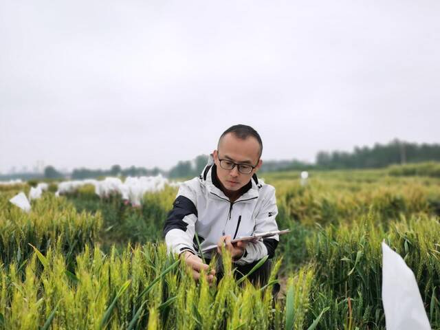 高建刚在邓州基地调查小麦穗部性状。受访者供图