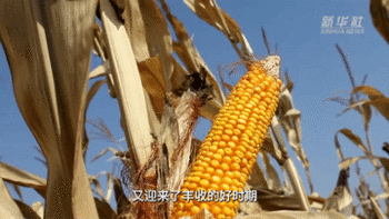 新华全媒+｜山西：大豆玉米收割忙 种植户算起增收账