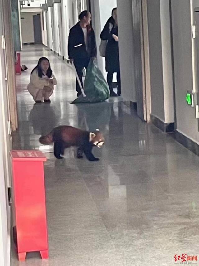 ↑小熊猫在云南大学宿舍区内受访同学供图