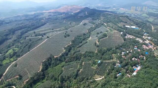 新华全媒+｜河南洛宁：苹果飘香 助农增收