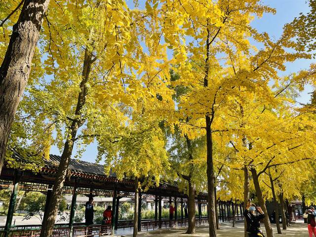 北京市属公园彩叶观赏指南！30处彩叶观赏地斑斓成景