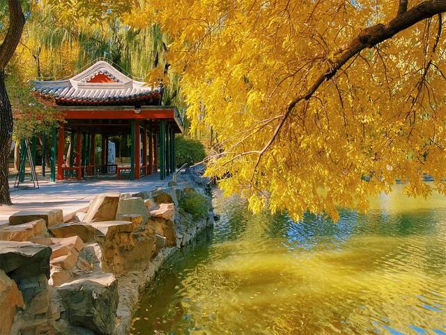 北京市属公园彩叶观赏指南！30处彩叶观赏地斑斓成景
