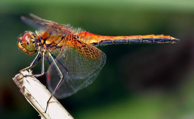 蜻蜓是自然界最成功的捕食者捕获率高达95%