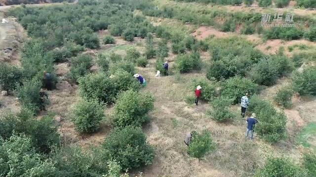 新华全媒+｜湖南鼎城：万亩油茶迎采摘